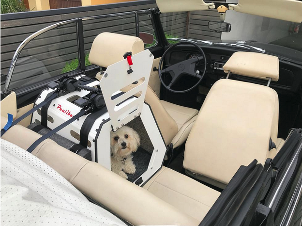 Mach Platz! – So dürfen Hunde im Auto mitfahren